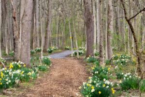 forest path with daffodils